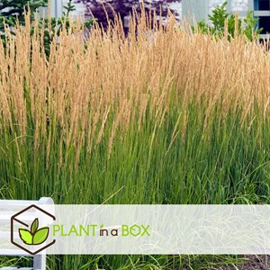 Calamagrostis karl foerster herbe