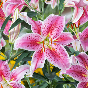 Lilium stargazer lys - 6