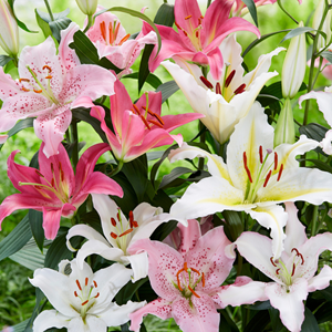 Lilium orientalis pastel - mélange de 10