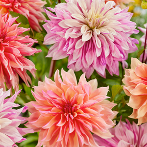 Dahlia labyrinth mix - mix de 6