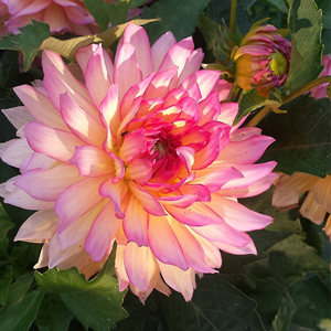 Dahlia labyrinth mix - mix de 6