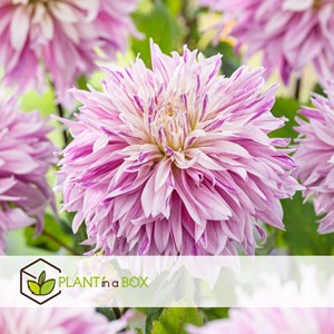 Dahlia labyrinth mix - mix de 6
