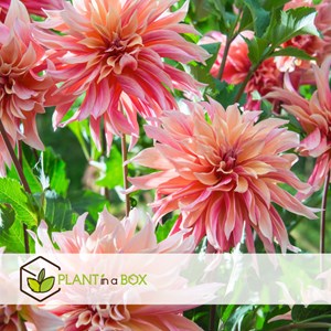 Dahlia labyrinth mix - mix de 6