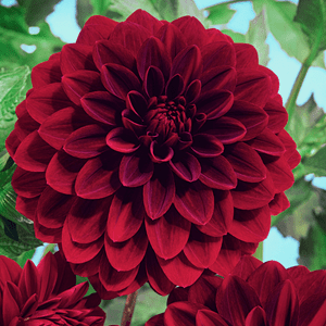 Dahlia arabian night - 6