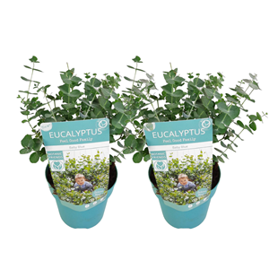 Eucalyptus pulverulenta baby blue