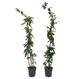Lonicera copper beauty xl 120cm - 2