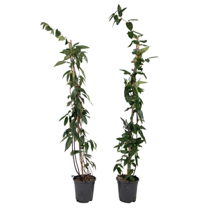 Lonicera copper beauty xl 120cm - 2
