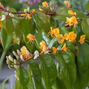 Lonicera copper beauty xl 120cm - 2