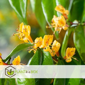 Lonicera copper beauty xl 120cm - 2