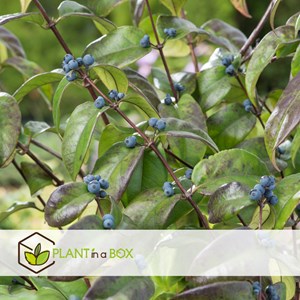 Lonicera copper beauty xl 120cm - 2