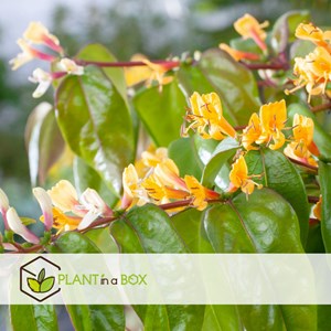 Lonicera copper beauty xl 120cm - 2