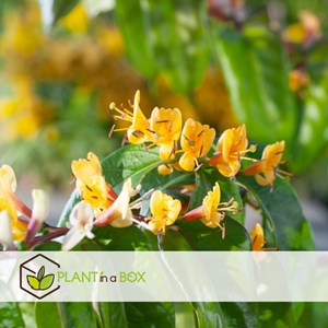 Lonicera copper beauty xl 120cm