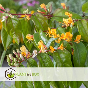 Lonicera copper beauty xl 120cm