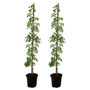 Campsis radicans xl 120cm - 2