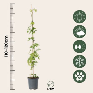 Campsis radicans xl 120cm - 2