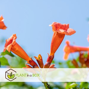 Campsis radicans xl 120cm - 2