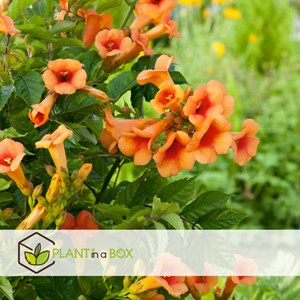 Campsis radicans xl 120cm - 2
