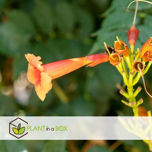 Campsis radicans xl 120cm - 2