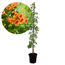 Campsis radicans xl 120cm