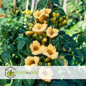 Campsis flava xl 120cm - 2