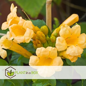 Campsis flava xl 120cm - 2