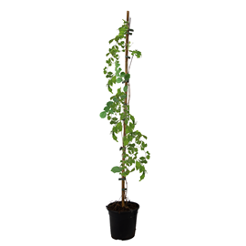 Campsis flava xl 120cm