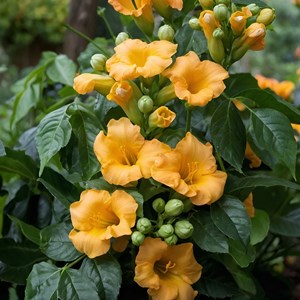 Campsis flava xl 120cm