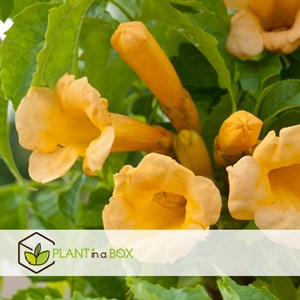 Campsis flava xl 120cm