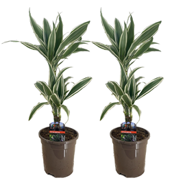 Dracaena deremensis white stripe - 2