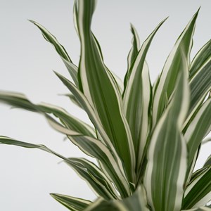 Dracaena deremensis white stripe - 2