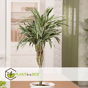 Dracaena deremensis white stripe - 2