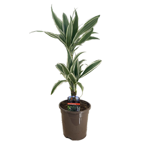Dracaena deremensis white stripe