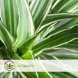 Dracaena deremensis white stripe