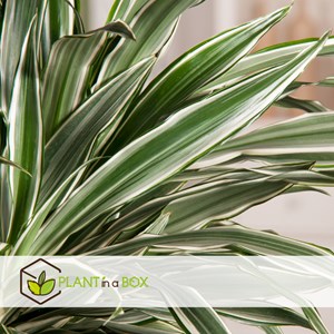 Dracaena deremensis white stripe