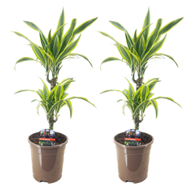 Dracaena deremensis lemon lime - 2