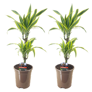 Dracaena deremensis lemon lime - 2