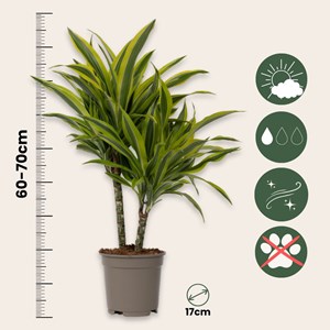 Dracaena deremensis lemon lime - 2
