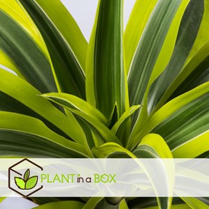 Dracaena deremensis lemon lime - 2