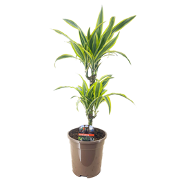 Dracaena deremensis lemon lime
