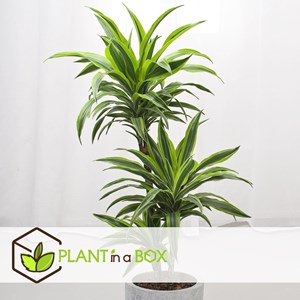 Dracaena deremensis lemon lime