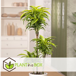 Dracaena deremensis lemon lime