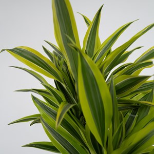 Dracaena deremensis lemon lime