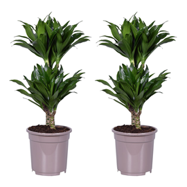 Dracaena deremensis compacta - 2