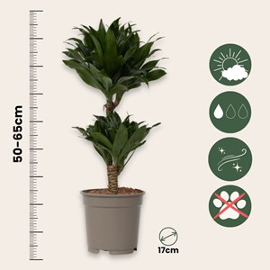 Dracaena deremensis compacta - 2