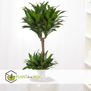 Dracaena deremensis compacta - 2