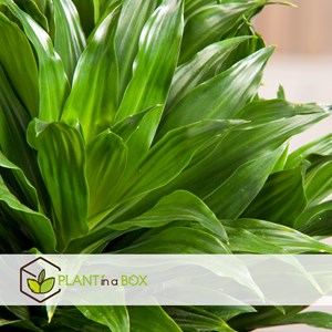 Dracaena deremensis compacta - 2