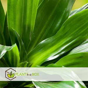 Dracaena deremensis compacta - 2