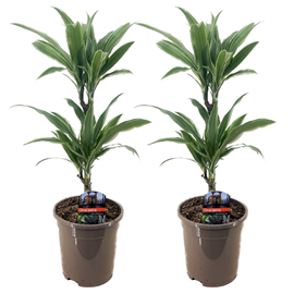 Dracaena deremensis warneckei - 2