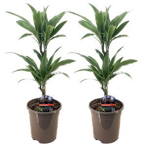 Dracaena deremensis warneckei - 2