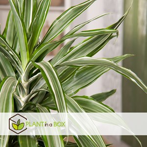 Dracaena deremensis warneckei - 2